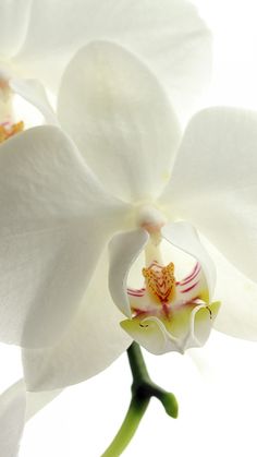 a white flower with red and yellow stamens