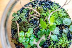 a glass bowl filled with green plants and black rocks on top of a wooden table