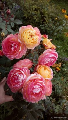 pink and yellow flowers are blooming in the garden