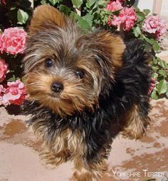 a small brown and black dog standing next to pink flowers