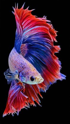 a red and blue siamese fish with its tail curled up in the air, on a black background