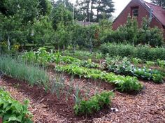 a garden with many plants growing in it