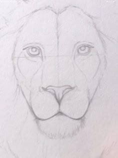 a drawing of a lion's face on paper