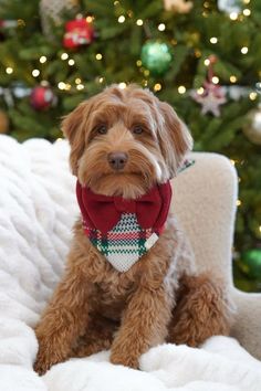 a small brown dog wearing a red and white scarf sitting in front of a christmas tree