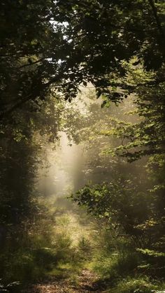 the sun shines through the trees on a path that is surrounded by grass and bushes