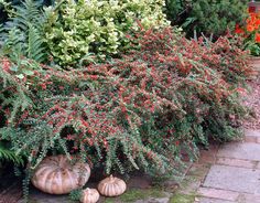 some very pretty plants and pumpkins on the ground in front of bushes with red berries