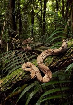 a snake that is sitting on a tree branch in the woods with green plants around it