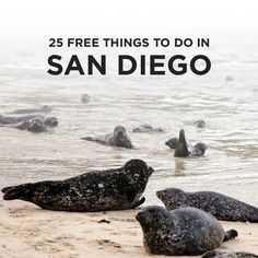 several seals on the beach with text overlay that reads 25 free things to do in san diego