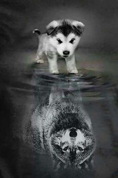 a husky dog standing in the water with its reflection