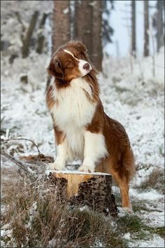 a brown and white dog sitting on top of a tree stump in the snow covered forest