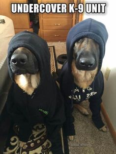 two dogs wearing hoodies standing next to each other