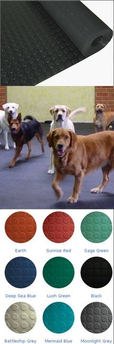 four dogs are walking on the floor with different colors and sizes in front of them