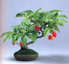 a bonsai tree with red and yellow peppers on it