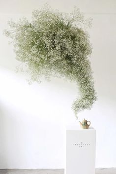 a white box with a teapot on top of it in front of a plant