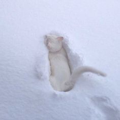 a white dog is playing in the snow