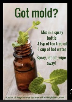 a bottle with a sprout growing out of it and the words, got mold? mix in a spray bottle 1 cup of tea tree oil