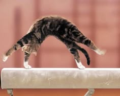 a cat is jumping over the edge of a rail