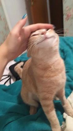 an orange and white cat sitting on top of a bed next to a persons hand