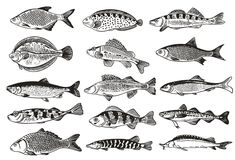 different types of fish are shown in this black and white drawing, which is part of the