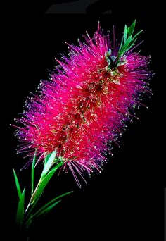 a pink flower with green leaves in the dark