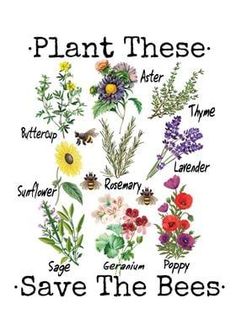 an image of plants that are labeled in the words plant these save the bees