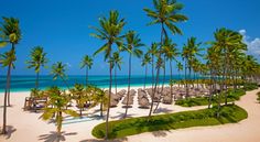 palm trees and thatched umbrellas line the white sand beach at an exotic resort