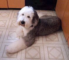 a dog laying on the kitchen floor next to cabinets