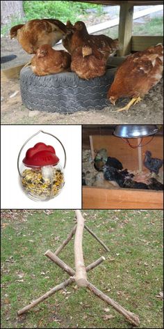 there are many different pictures of chickens in the house and on the ground, including an upside down bird feeder