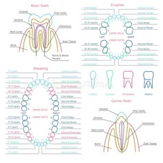 Dental Terminology, Teeth Anatomy