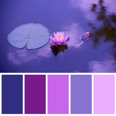 a water lily floating on top of a lake with purple hues in the background