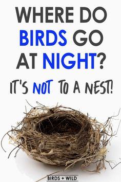 a bird's nest with the words where do birds go at night? it's not to a nest