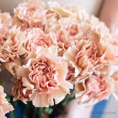 a bouquet of pink carnations in a woman's hand, close up