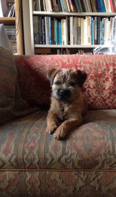 a dog sitting on top of a couch in front of a book shelf filled with books