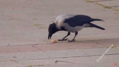 a black and white bird eating something on the ground