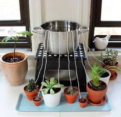 a potted plant sitting on top of a counter next to other pots filled with succulents