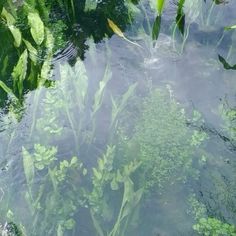 the water is full of green plants and leaves