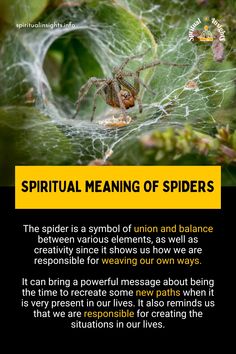 a spider sitting on top of a green leaf next to a caption that says,'the spider is a symbol of union and balance between elements as well as