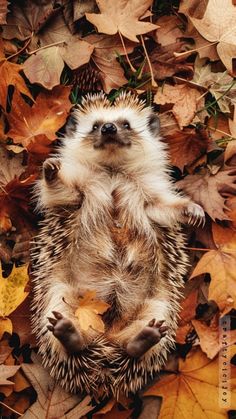 a hedge is laying on its back surrounded by leaves and other autumn foliage, looking up at the camera