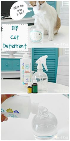 a white cat sitting on top of a table next to a bottle of disinfectant