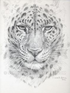 a pencil drawing of a leopard's face