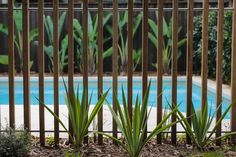 an empty swimming pool behind a fence with plants in the foreground and bushes on the other side