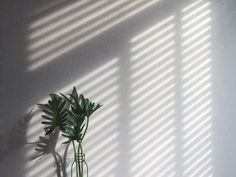 a green plant in a vase with long shadows on the wall behind it that is casting a shadow