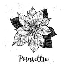 poinsettia flower with leaves in black and white ink on a white background