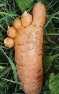 an orange carrot laying on top of green grass