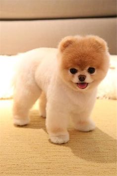 a small brown and white dog standing on top of a carpet