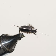 a black and white fly on the tip of a wine bottle