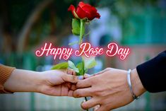 two hands holding a rose with the words happy rose day