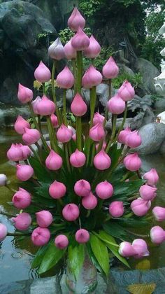 a vase filled with pink flowers sitting on top of a table next to a pond