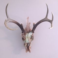 an animal's skull with antlers is shown against a white wall and has crystals embedded in it