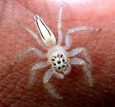 a white spider sitting on top of someone's arm